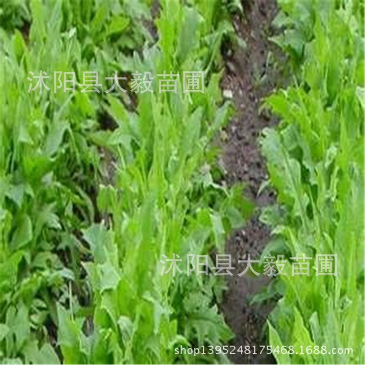 批发 苦买菜种子 苦买菜 苦麻菜 阔叶牧草植物种子