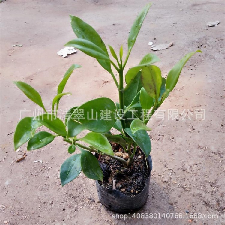 厂家直销非洲茉莉阳台客厅大型绿植灰莉球批发花卉种苗