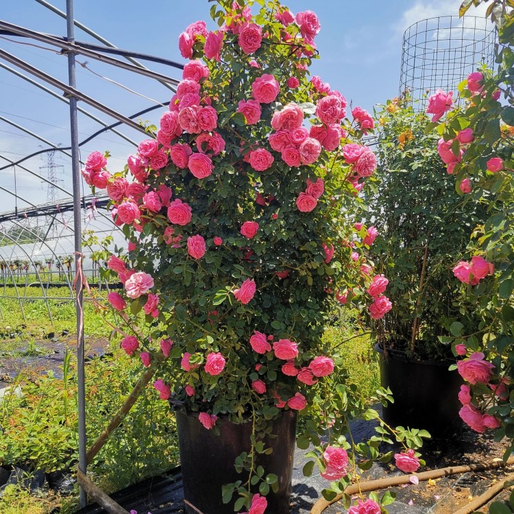 月季花盆栽灌木大花浓香型阳台植物庭院蔷薇玫瑰花卉四季开花大苗