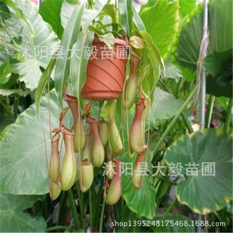 猪笼草 吃虫 驱虫 防蚊 配吊钩 吃虫草 抓虫草 盆栽 花卉