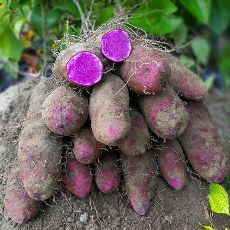 2019春季紫山药铁棍 新鲜 淮山 脚板紫薯 紫玉淮山非芋头新鲜蔬菜