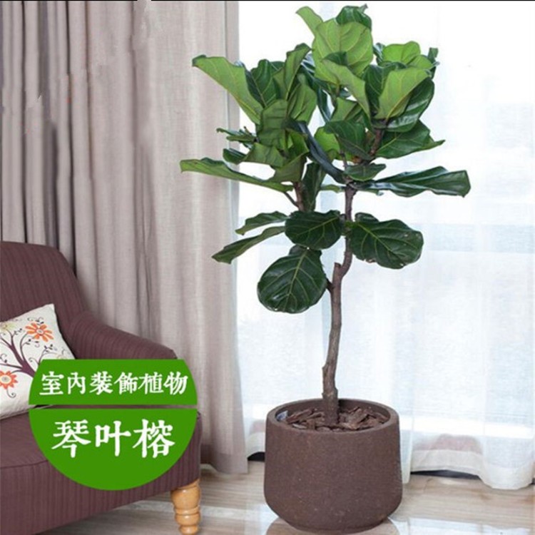 琴叶榕 盆栽 客厅大型植物 绿植花卉盆景四季常青琴叶橡皮树