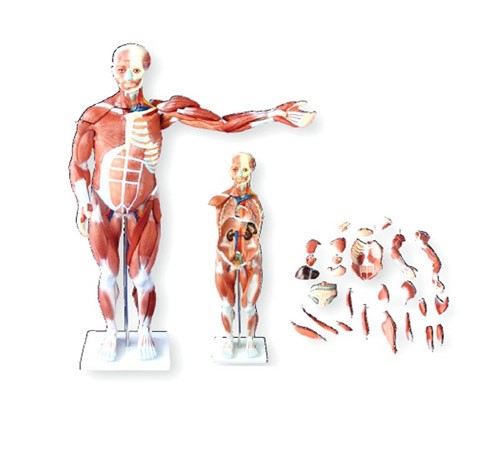 80CM人体肌肉模型医学教学模具