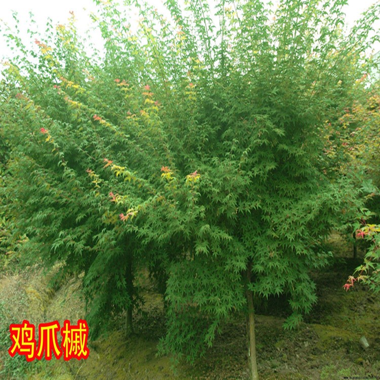 鸡爪槭漆苗槭树青枫小苗盆栽庭院种植苗圃直销槭树鸡爪枫红枫批发