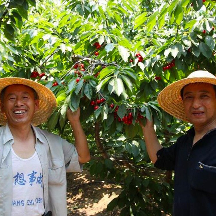 预售樱桃苗 美早大樱桃树苗 矮化樱桃树苗樱桃苗 苗圃种植批发