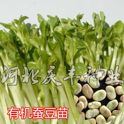 有机蚕豆苗芽苗菜种子小蚕豆种子水培四季蔬菜种子无土豆芽