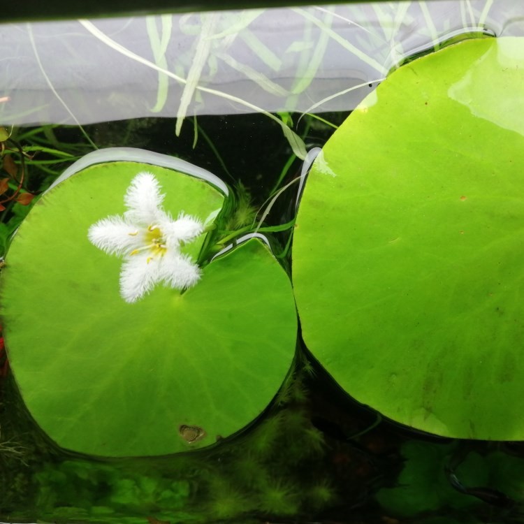 真水草一叶莲淡水植物水族箱造景装饰水草活体鱼缸水生植物