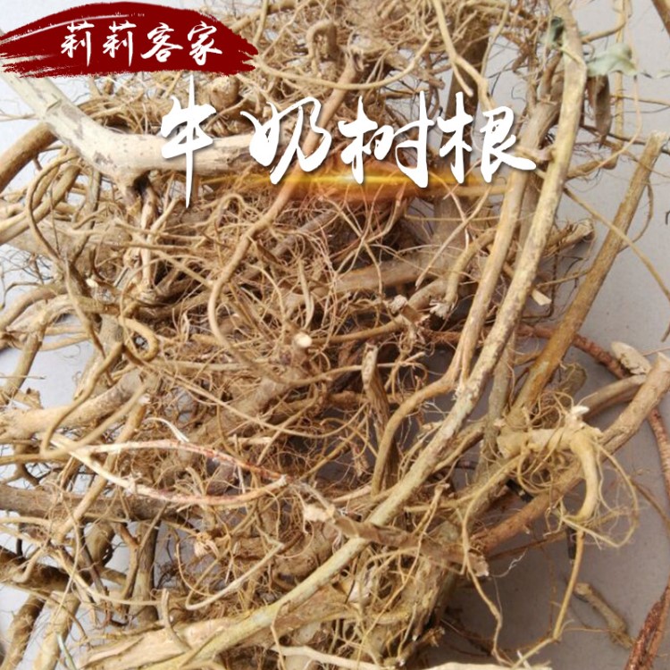 牛奶树根 牛乳树根 白花牛奶树茎 大量批发 白花牛乳根