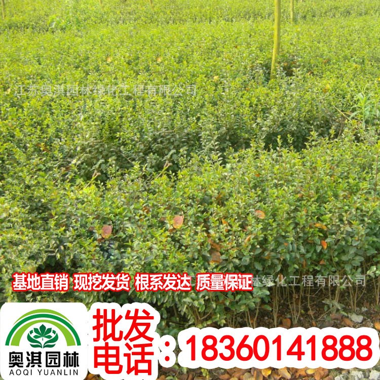 供应绿化苗木小苗 小叶女贞小苗，金叶女贞小苗，红叶小波小苗等