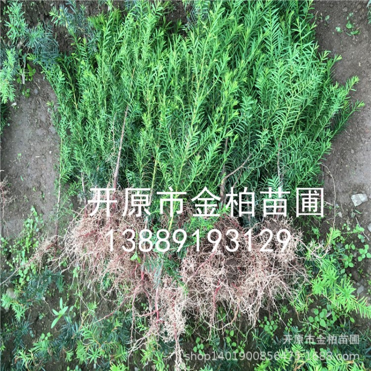 苗圃供应 东北红豆杉小苗 观赏盆景红豆杉树苗 耐阴植物 紫杉基地