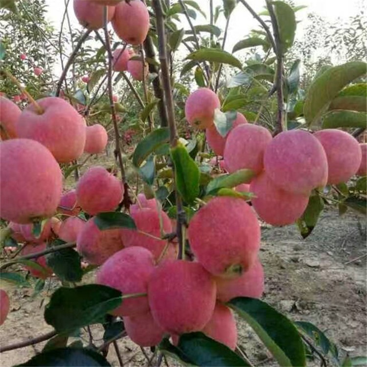批发果树苗木当年结果 矮化苹果树苗 烟台红富士苹果树苗新品种