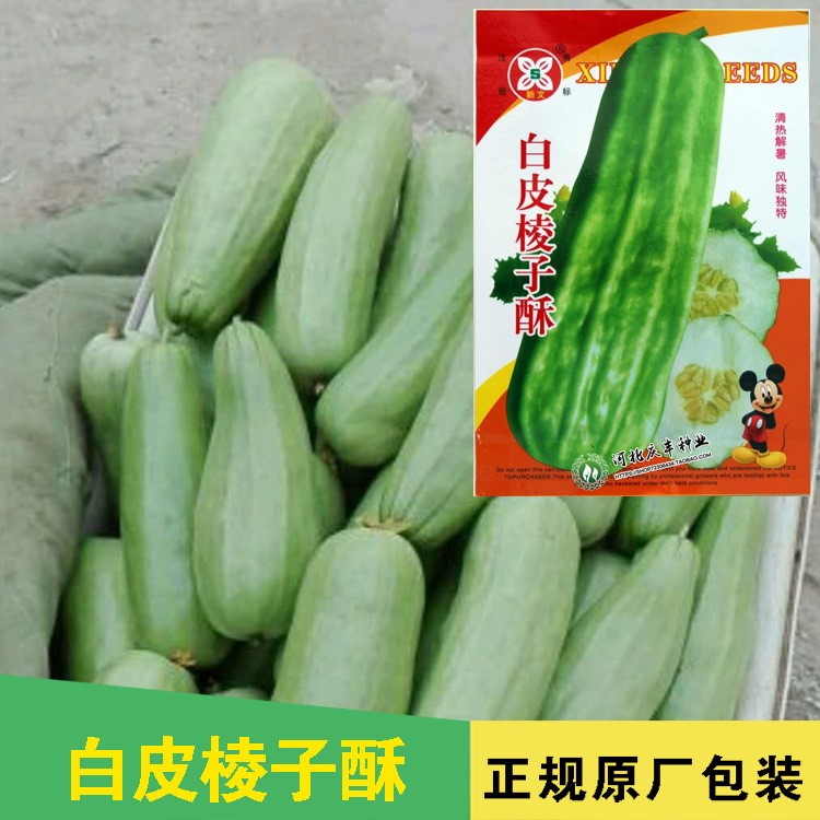 长酥瓜种子 特大八棱脆瓜长菜瓜 甜瓜 阳台庭院种植 易坐果 水果