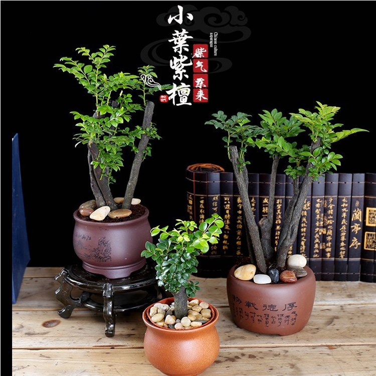 小叶紫檀盆栽批发桌面盆栽花卉盆景树桩黑骨茶室内观赏四季常青