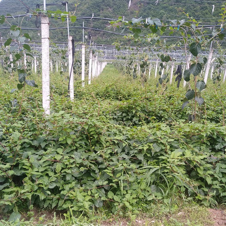 河北盆栽地栽两年苗软枣猕猴桃苗 猕猴桃树苗 南方北方枣树苗