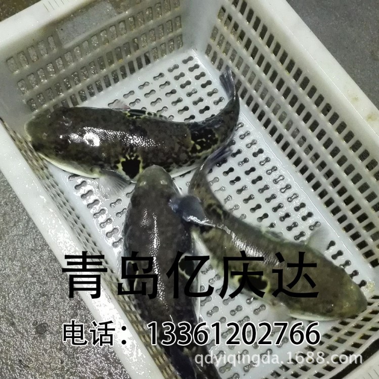 鲜活水产品养殖供应 活体东方红鳍魨 人工养殖虎河豚 鲜美气泡鱼