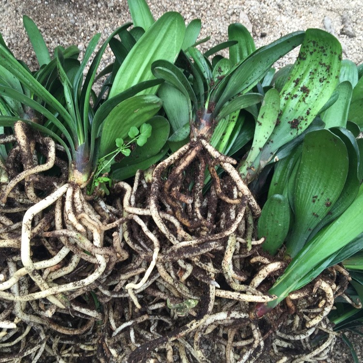 兰花桌面盆栽植物办公室花卉植物君子兰小苗盆景盆栽花卉苗木