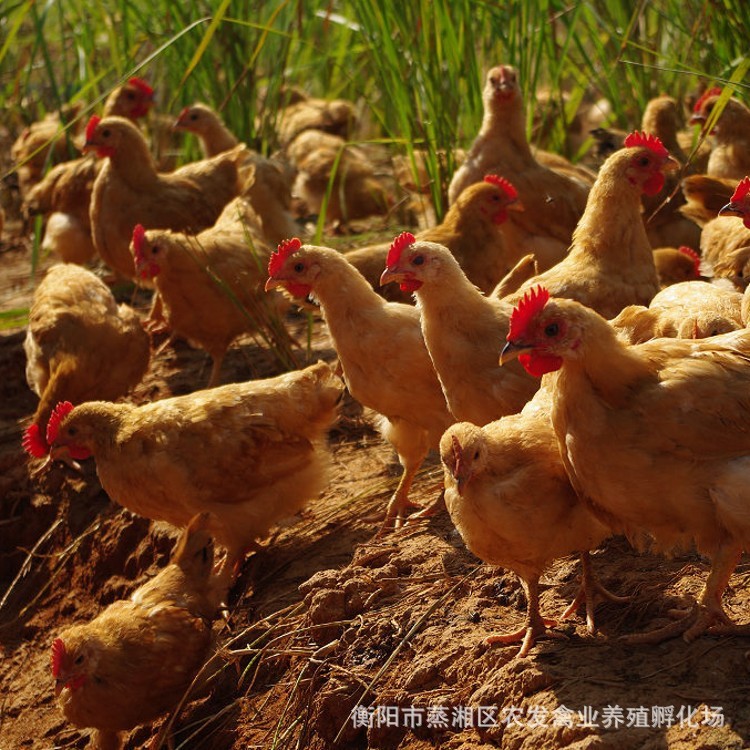 草鸡孵化场批发草鸡苗笨鸡鸡苗|细脚土鸡苗|柴鸡苗养殖技术