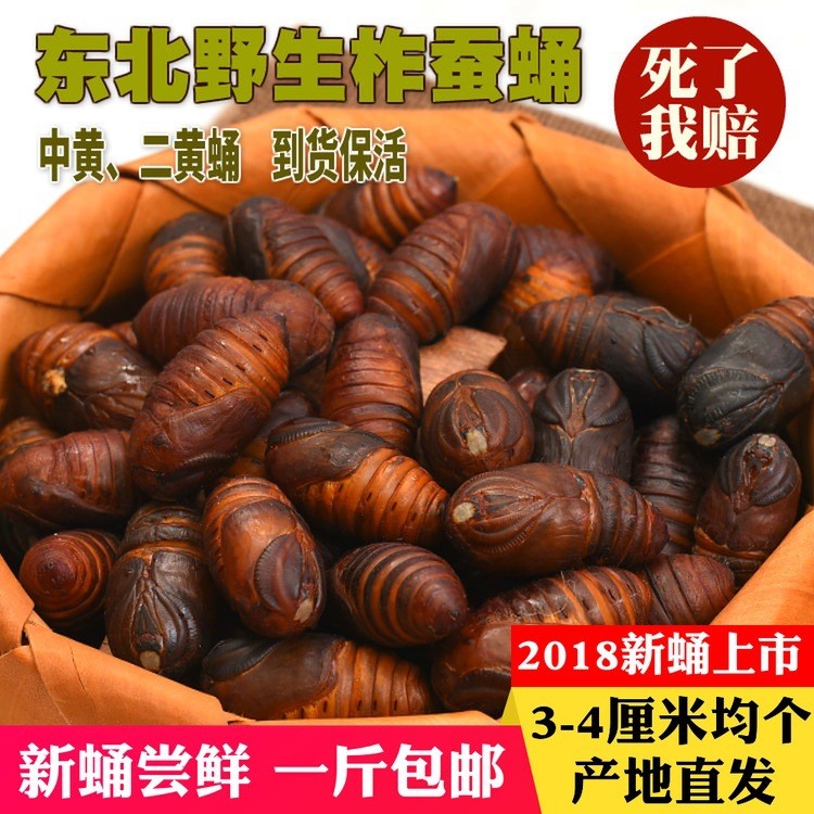 500克东北特产野生柞蚕蛹新鲜鲜活 黄茧蛹活体大黄蛹非即食蝉蛹