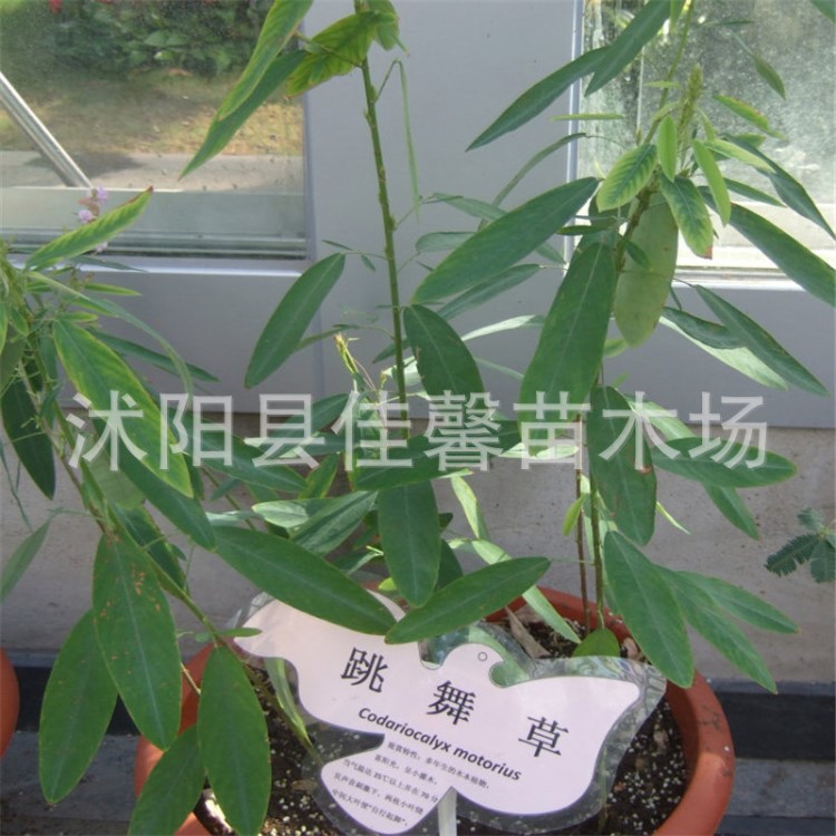 供应花卉种子 跳舞草种子 风流草 阳台盆花种子 种子批发