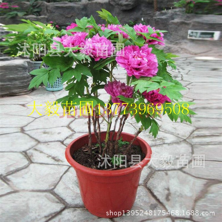 当年开花牡丹花苗盆栽牡丹苗多分枝5年大苗