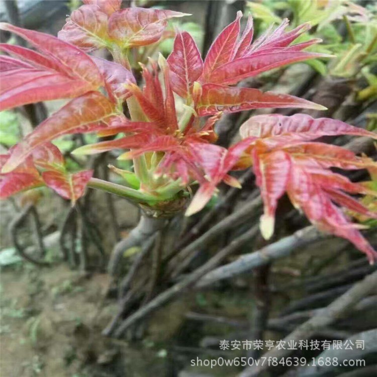 大棚香椿苗批发基地 常年批发大棚香椿苗 提供种植技术支持