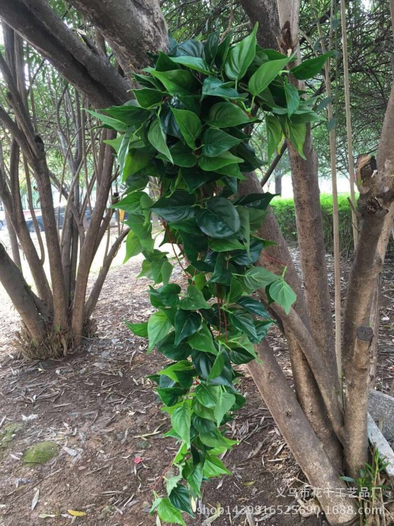 仿真植物墙绿萝壁挂工程道具布置挂藤室内植物装饰墙绿植婚庆装修