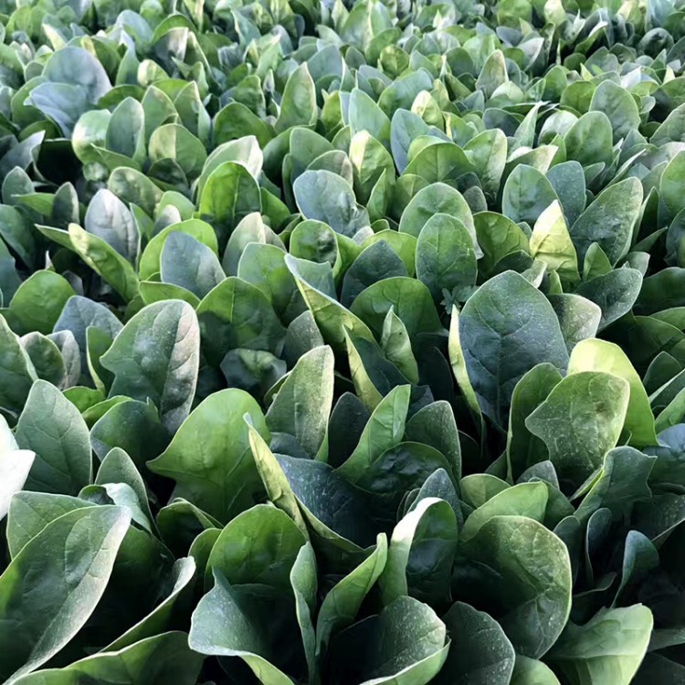 中科茂华蔬菜种子荷兰绿霸杂交菠菜种子大叶深绿春秋耐寒种植