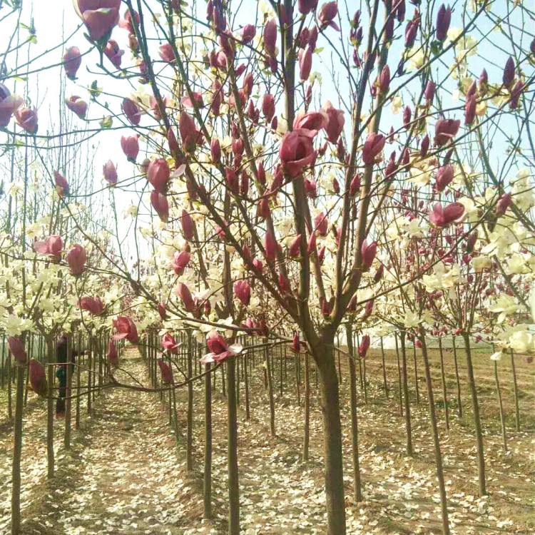 供应绿化风景树白玉兰西安红白玉兰培育基地