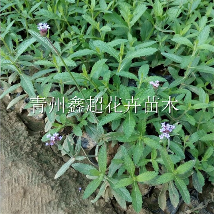 宿根花卉马鞭草 柳叶马鞭草花海用苗 营养杯柳叶马鞭草直销