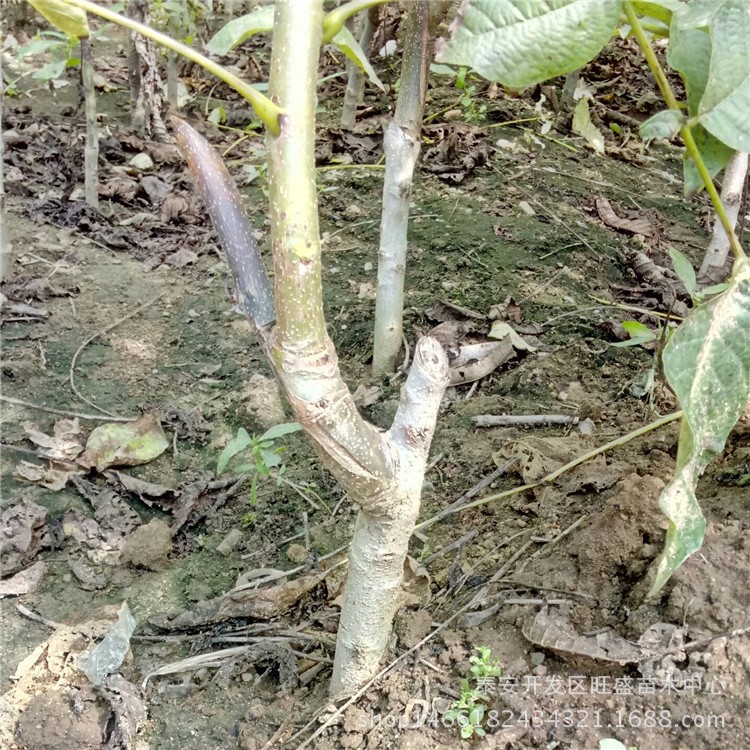 朔州早实矮化核桃苗 香伶核桃苗 早熟薄壳核桃苗生产厂家及公司