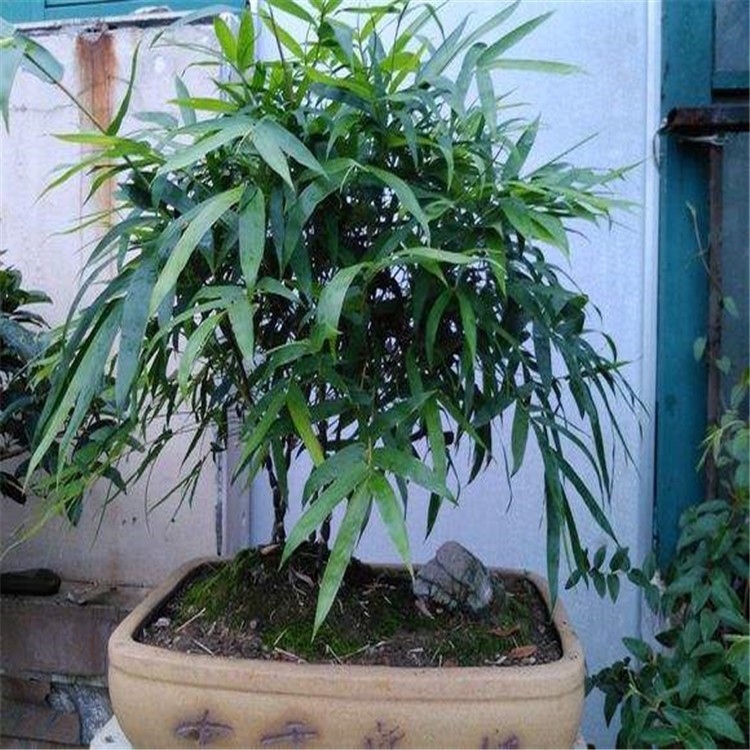 供应庭院栽培小型竹子   佛肚竹净化空气植物  量大优惠