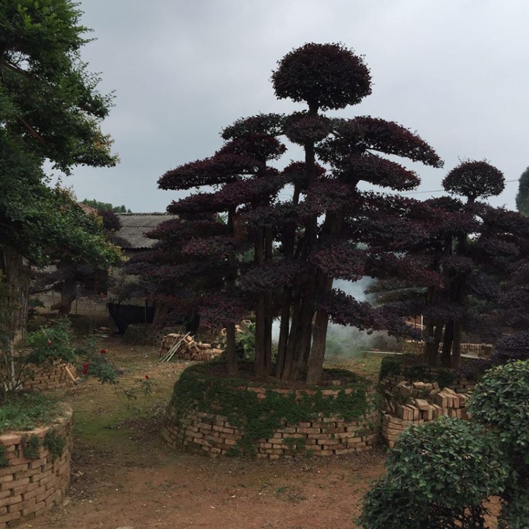 湖南农益苗圃直销红继木桩 工程园林造型红继木树桩 批发