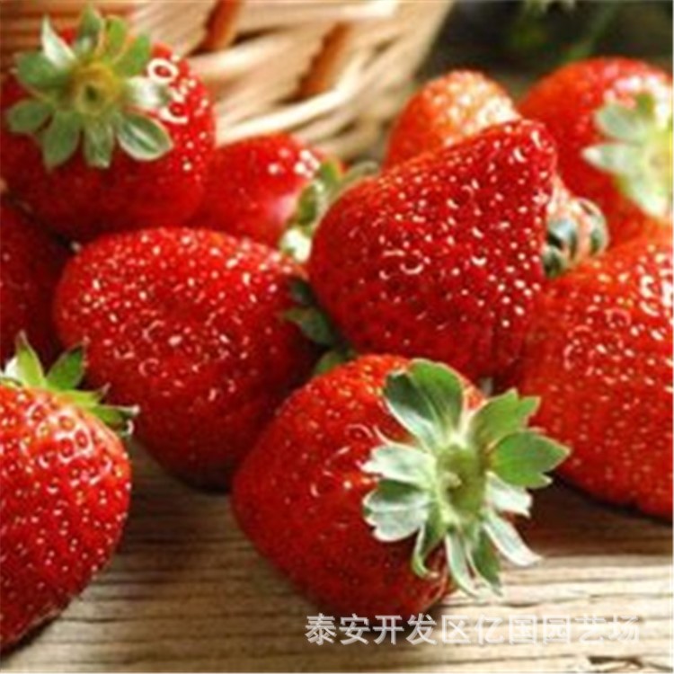 基地热卖草莓苗 妙香七号草莓苗  当年结果大苗 全国包邮发货