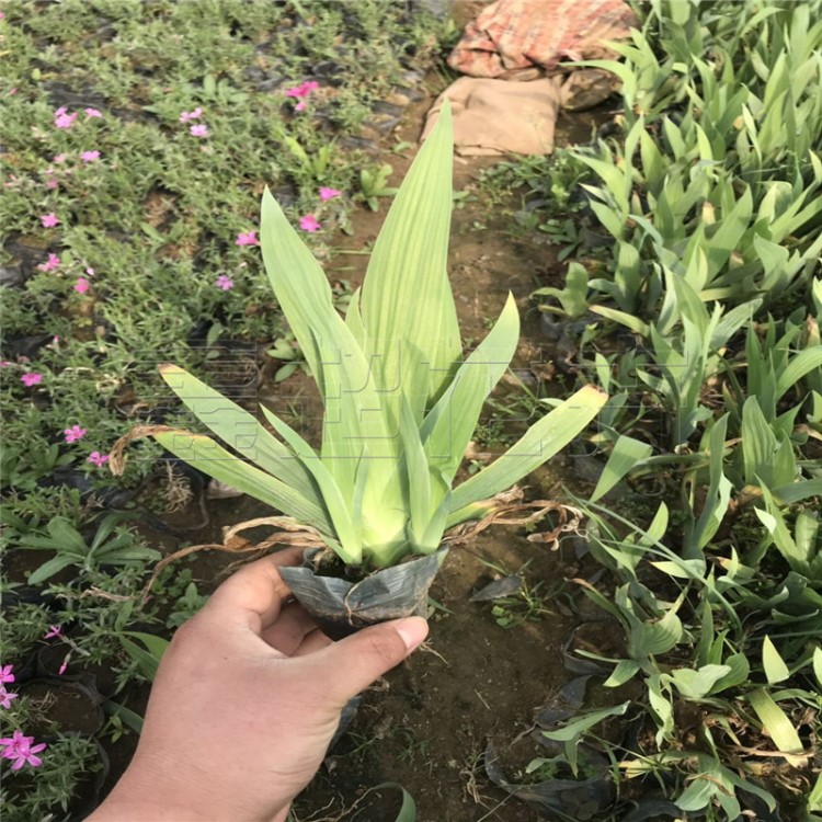 黄花德国鸢尾 常绿水生蓝花鸢尾 营养钵鸢尾苗圃直供量大质优