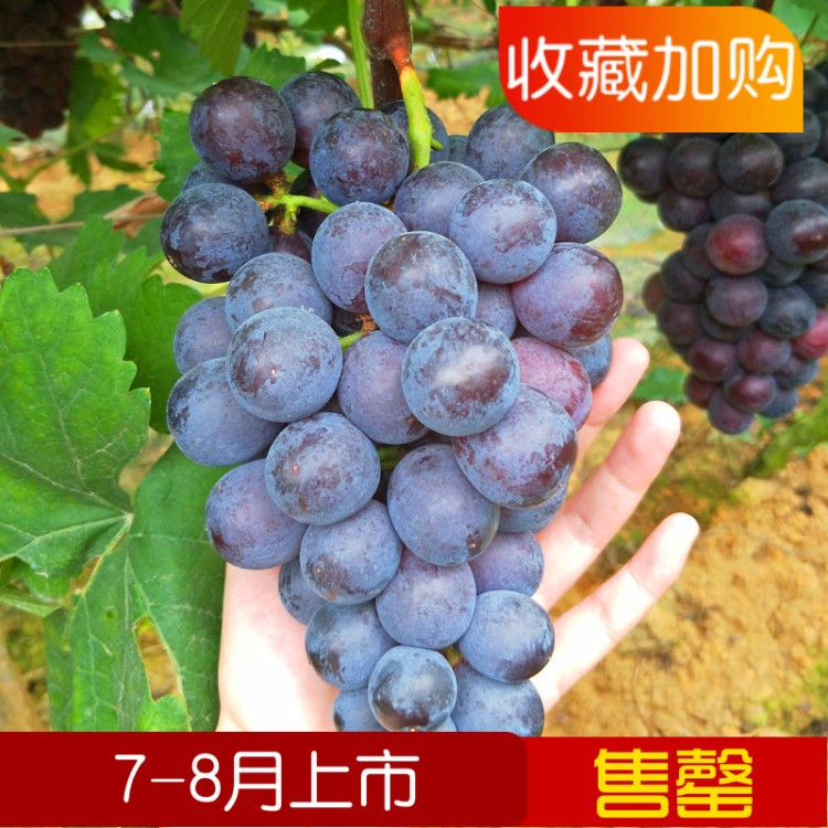 厂家供应 早熟夏黑葡萄 新鲜无核夏黑葡萄 夏黑葡萄批发