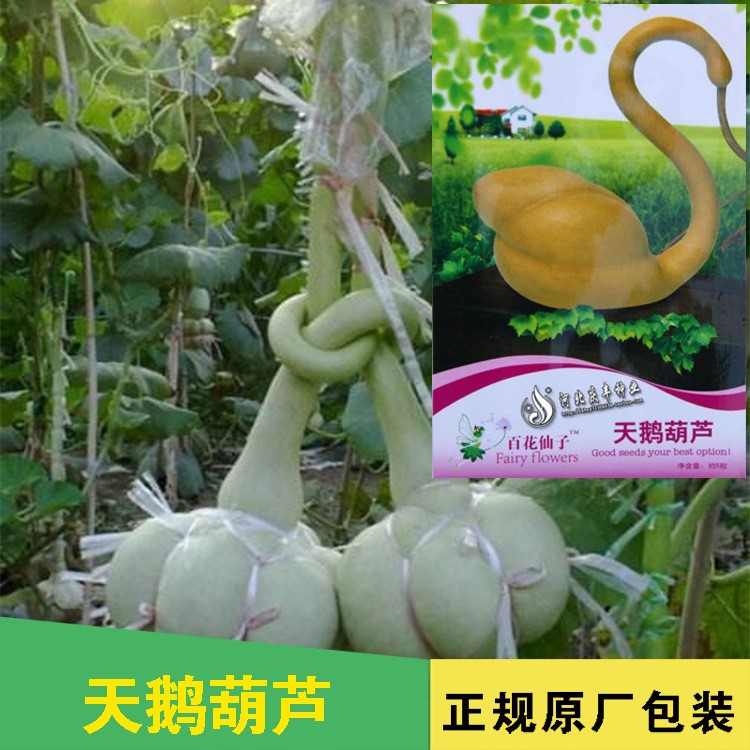 天鹅葫芦种子 庭院阳台篱笆爬藤吉祥花种子 观赏把玩文玩摆件