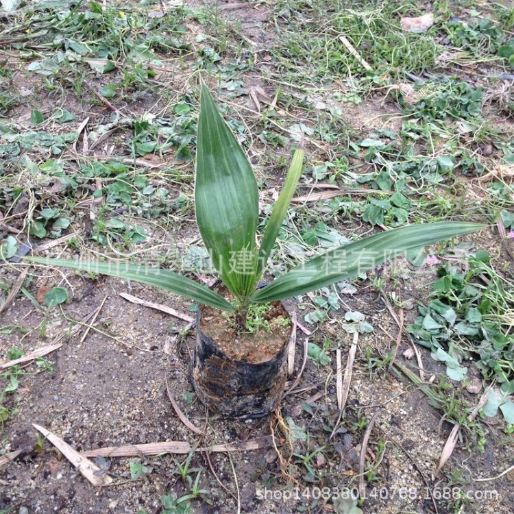 厂家直销老人葵苗庭院盆栽观叶棕榈科植物批发花卉种苗