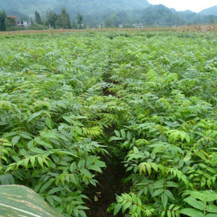 基地直销 黄柏树苗 黄菠萝小苗 黄柏树批发