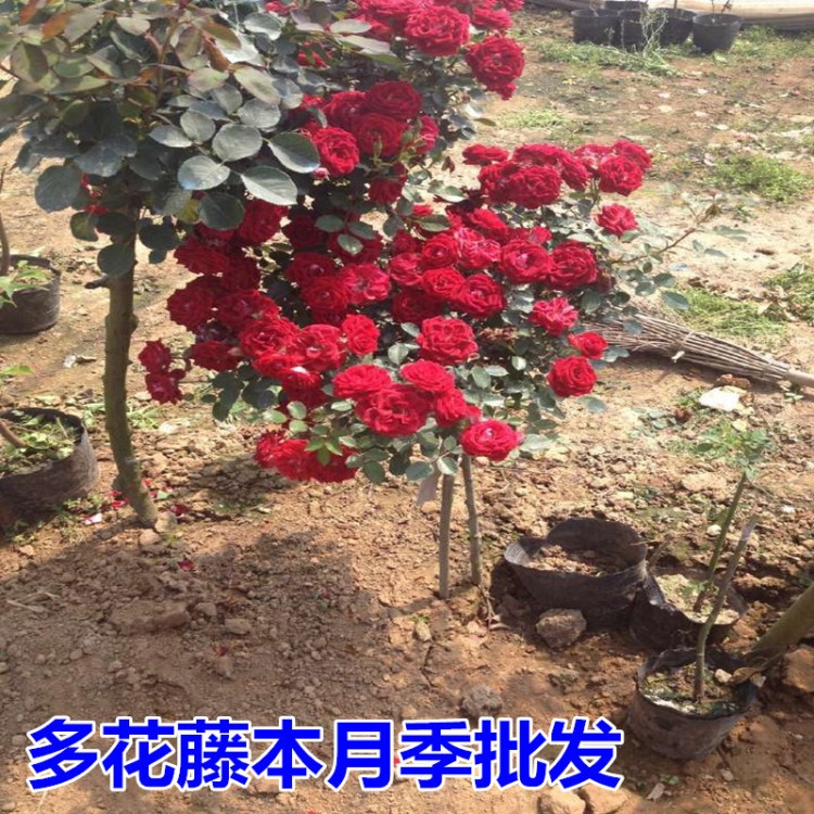 藤本月季小女孩多花爬藤月季花苗欧月蔷薇大花苗玫瑰庭院植物批发