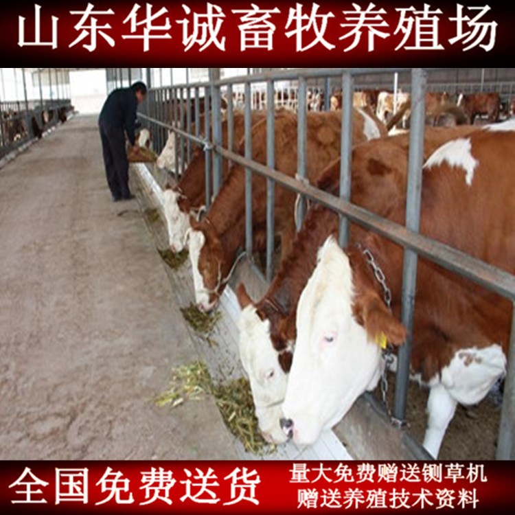 活体育肥肉牛犊 改良肉牛西门塔尔牛 种牛牛苗西门塔尔牛养牛补贴