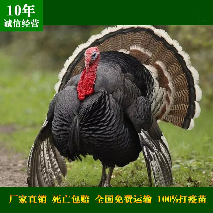 火鸡苗_吉林火鸡价格批发_吉林火鸡养殖场