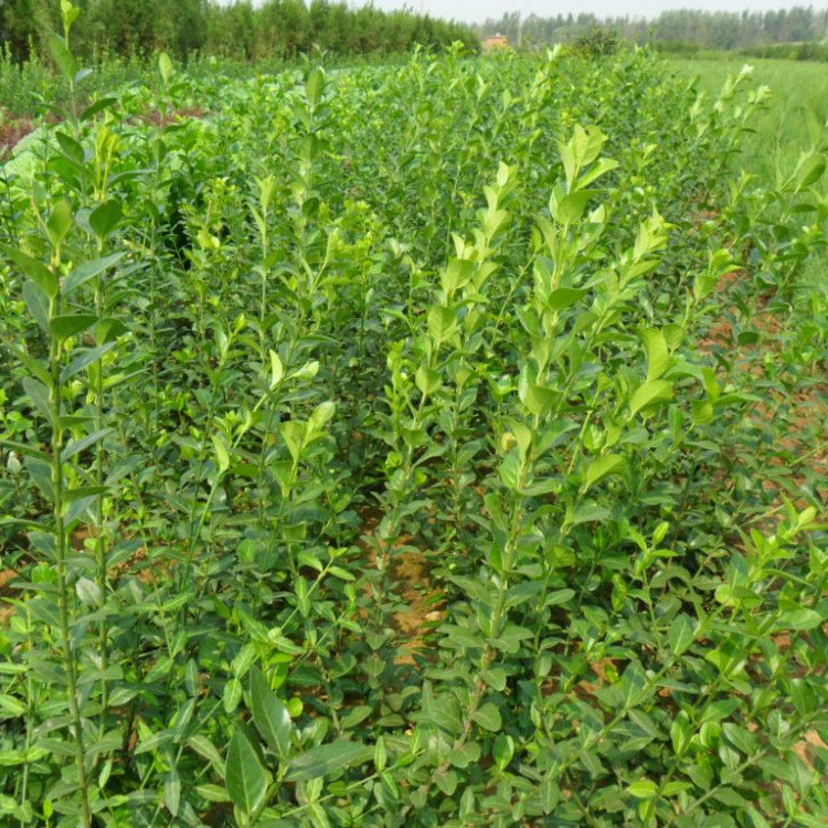 批发庭院爬藤植物小叶扶芳藤 大叶扶芳藤 苗木基地 可盆栽花卉