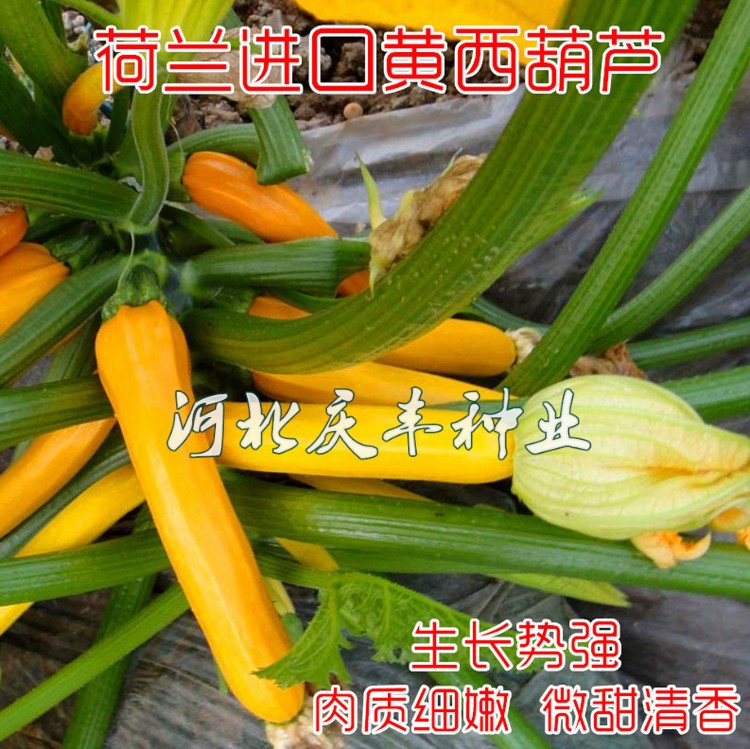 荷兰黄色西葫芦 香蕉瓜种子 抗病强口感好生食水果西葫芦