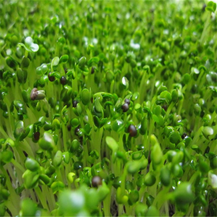 香椿苗批发   泰安基地红油香椿食用香椿苗   批发种植香椿芽