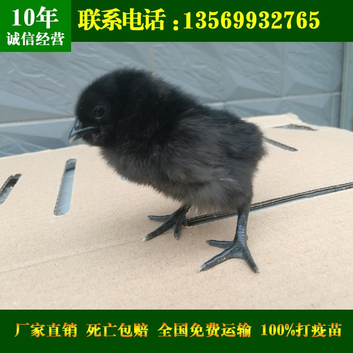 绿壳蛋鸡苗_重庆绿壳蛋鸡价格批发_重庆绿壳蛋鸡养殖场