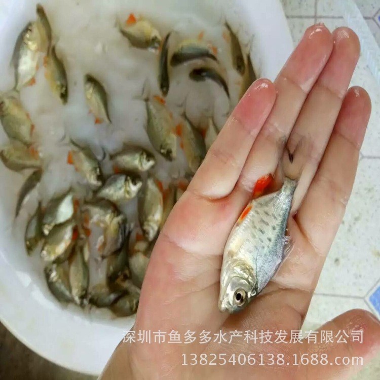 白鲳鱼苗 淡水白鲳鱼苗 红鲳鱼苗 金鲳鱼苗 3-8厘米