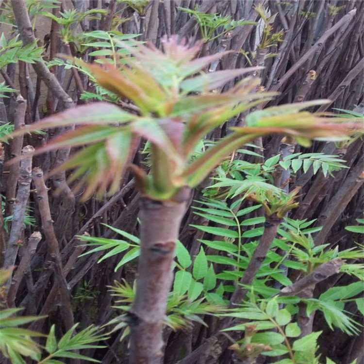 香椿苗基地培育香椿苗 抗旱大棚香椿苗 香椿芽菜包成活价格优惠