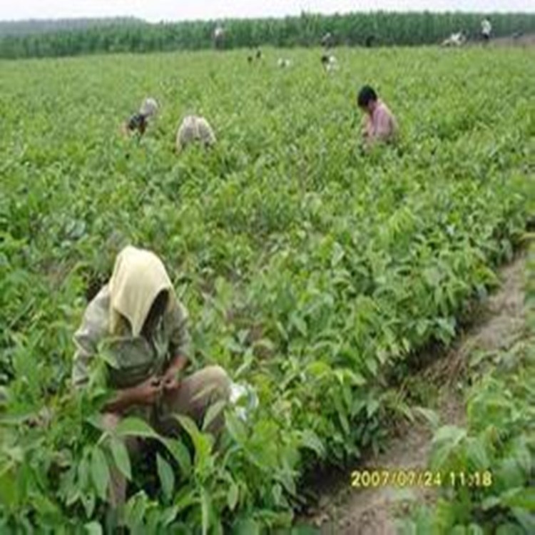 新疆香玲核桃苗批发 新疆嫁接核桃苗基地 宁夏薄皮核桃苗新品种