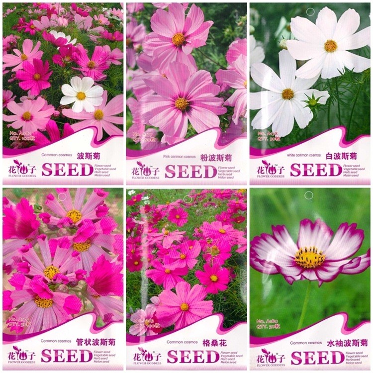 菊花种子盆栽植物花卉四季播种瓜叶菊雏菊室内阳台原厂包装多款