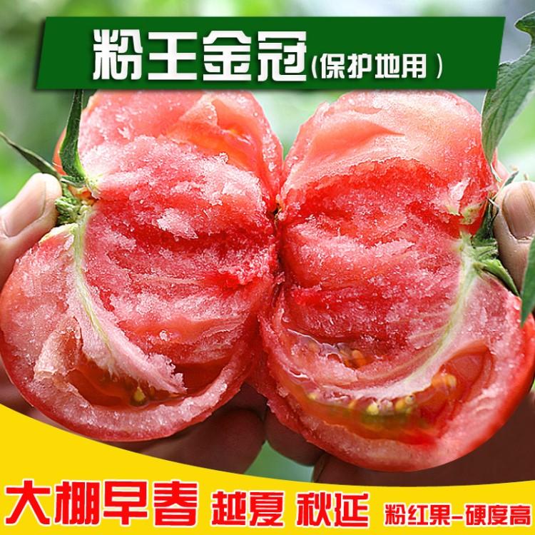 早春种植 大番茄种子 耐低温  硬果  西红柿种子 大面积种植